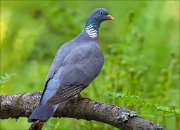 14_DSC0132_Common_Wood_Pigeon_proper_mood_102pc