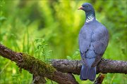 14_DSC0140_Common_Wood_Pigeon_so_far_100pc