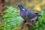 14_DSC0173_Common_Wood_Pigeon_cheap_thrills_97pc