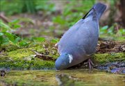 14_DSC0198_Common_Wood_Pigeon_plunge_99pc