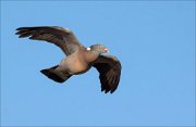 17_DSC5530_Common_Wood_Pigeon_heeling_22pc