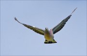 20_DSC0450_Woodpigeon_arrival_33pc