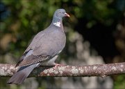 22_DSC6277_Woodpigeon_stout_83pc