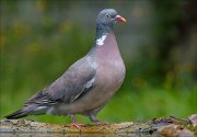 22_DSC6299_Common_Wood_Pigeon_lookout_108pc