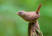 02_DSC0809_Wren_on_stump_86pc