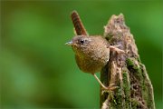 02_DSC1123_Wren_gymnast_80pc