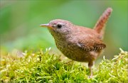 02_DSC1168_Wren_mossy_creature_with_pink_legs_90pc