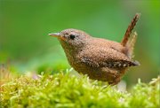 02_DSC1169_Wren_mossy_creature_93pc