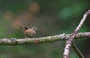 11_DSC3791_Wren_ease_62pc