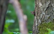 11_DSC3878_Wren_gravity_64pc