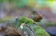 11_DSC4546_Wren_wistful_63pc