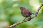 11_DSC4597_Wren_soppy_75pc