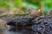 11_DSC4748_Wren_bawl_52pc