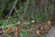 11_DSC5631_Wren_messy_song_35pc