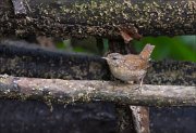 11_DSC8302_Wren_specked_39pc