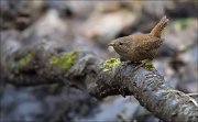 12_DSC4266_Wren_huddled_54pc