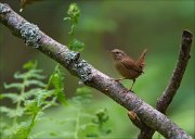 14_DSC0923_Eurasian_Wren_feigned_53pc