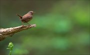 14_DSC0926_Eurasian_Wren_mere_58pc