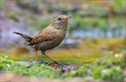 14_DSC1016_Eurasian_Wren_preponderance_59pc