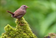 14_DSC1027_Eurasian_Wren_virtue_67pc