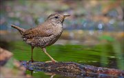 14_DSC2005_Eurasian_Wren_vigorous_53pc