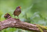 14_DSC4298_Eurasian_Wren_bald_song_53pc