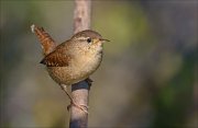 22_DSC8235_Eurasian_Wren_grasp_68pc