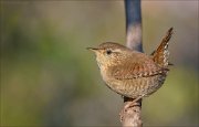 22_DSC8242_Eurasian_Wren_stance_62pc