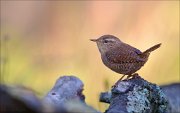 22_DSC8589_Eurasian_Wren_push_77pc