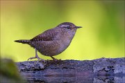 22_DSC8594_Eurasian_Wren_undercover_48pc