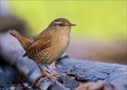 22_DSC9498_Eurasian_Wren_talon_68pc