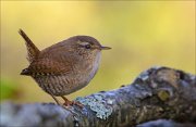 22_DSC9619_Eurasian_Wren_globe_64pc