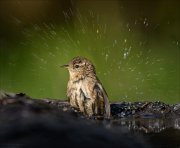 24_DSC0438_Eurasian_Wren_corolla_57pc