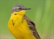 01_DSC0684_Yellow_Wagtail_portrait_proeye_ptohue_59pc