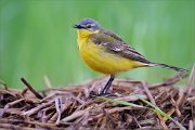 01_DSC1470_Yellow_Wagtail_early_bird_100pc