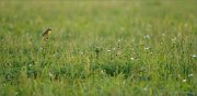 01_DSC6512_Yellow_Wagtail_green_panscape_73pc