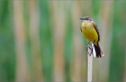 06_DSC3532_Yellow_Wagtail_paling_85pc