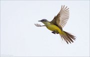 12_DSC6578_Western_Yellow_Wagtail_standoff_40pc