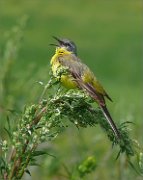 P1320074_song_of_wagtail