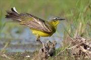 P1510755_yellow_wagtail_cleanning_up3_69pc
