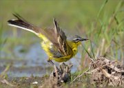 P1510761_yellow_wagtail_cleanning_up1_81pc