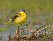 P1510803_Yellow_wagtail_anface-full_face-_74pc