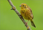 02_DSC9134_Yellowhammer_on_green_70pc