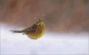 04_DSC9060_Yellowhammer_in_blizzard_88pc