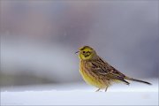 04_DSC9130_Yellowhammer_on_snow_100pc