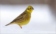 04_DSC9829_Yellowhammer_alerted_45pc