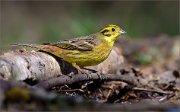 05_DSC9118_Yellowhammer_shining_male_73pc