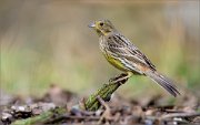 05_DSC9195_Yellowhammer_on_the_ledge_61pc