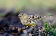 05_DSC9445_Yellowhammer_quenching_86pc