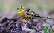 05_DSC9457_Yellowhammer_grumpy-bird_66pc